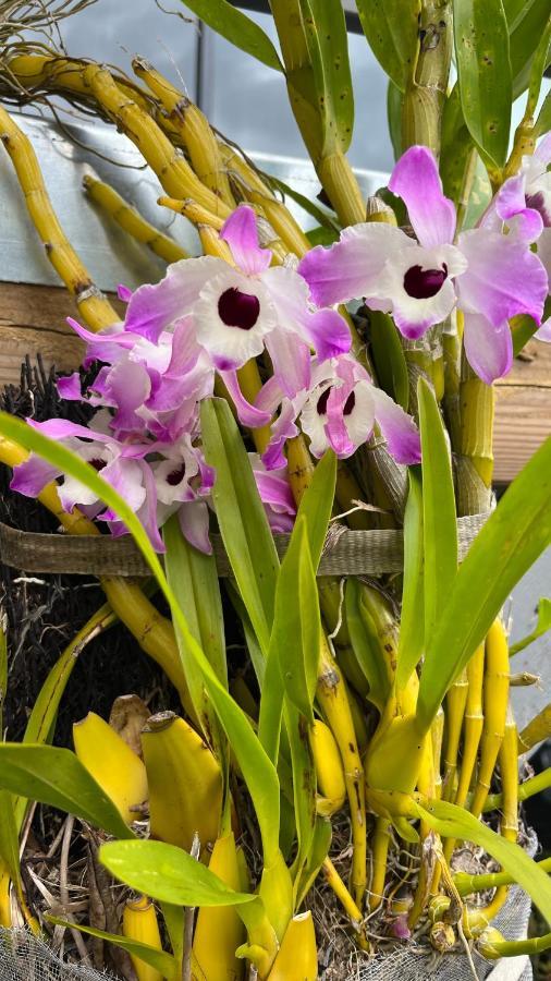Plumeria holidays Saint Pierre Exterior foto